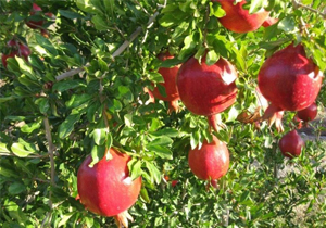 فارس رتبه نخست تولید انار در کشور