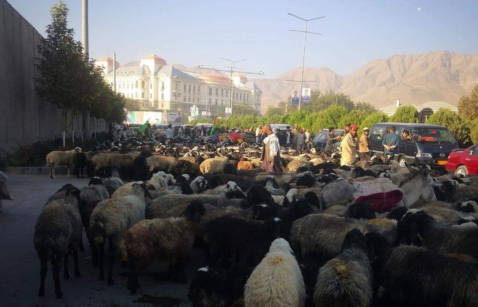 کوچی ها با رها کردن هزاران گوسفند درب پارلمان افغانستان را مسدود کردند!