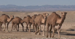 رونق تولید در سیستان و بلوچستان + فیلم
