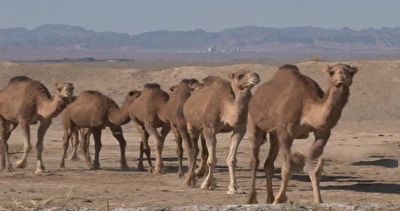 سیستان و بلوچستان، قطب تولید شتر در کشور + فیلم