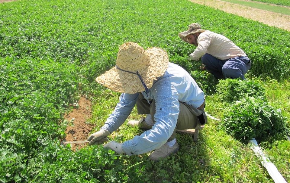 کاهش برداشت محصولات زراعی در سیروان