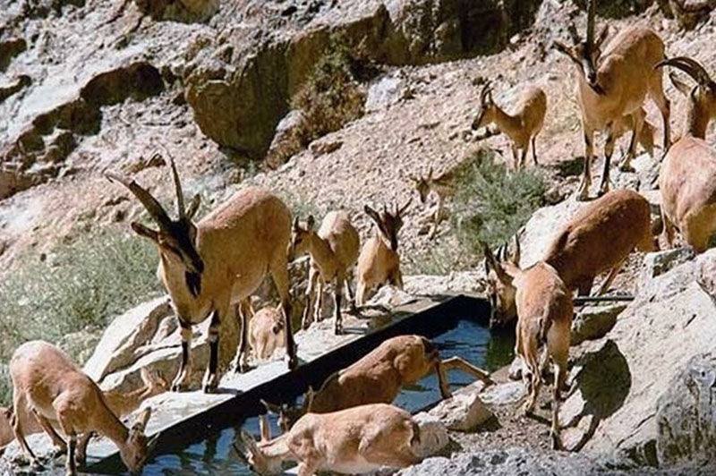 کارگاه آموزشی امداد و نجات حیات وحش در اراک
