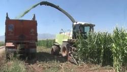 آغاز برداشت ذرت در کامیاران