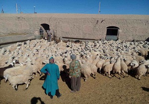 واکسیناسیون ۱۵ هزار رأس دام سبک علیه بیماری تب مالت در فردوس