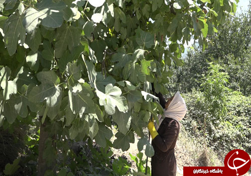 قاچاق انسان به مرگ ۵ کودک ختم شد/ آغاز پیش فروش بلیت قطار&zwnj;های مسافری/ زائران اربعین قوانین عراق را قبل از سفر بدانند/ یک دست صدا دارد یا نه؟