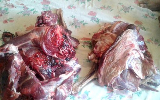 کشف یک لاشه گورخر در منزل شکارچی متخلف بردسکنی