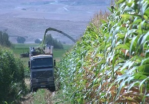 آغاز برداشت ذرت علوفه ای از مزارع فریدن