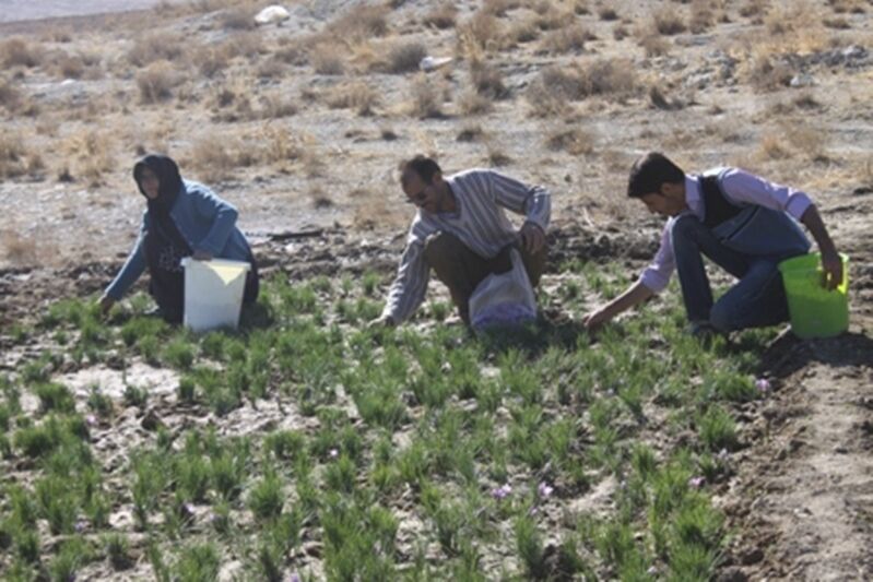 پرداخت تنها ۱۱ میلیارد تومان از ۶۴۴ میلیارد تومان از سهم بخش کشاورزی