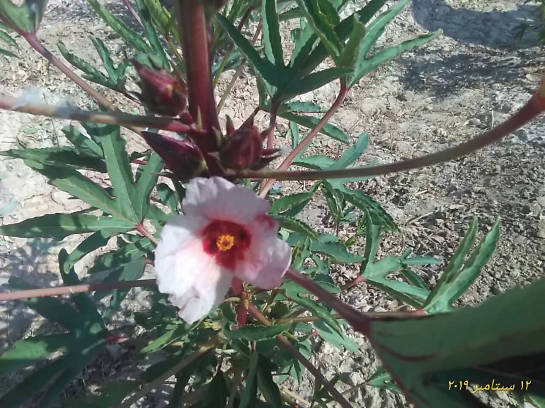 کاشت چای ترش برای نخستین بار در ایج استهبان