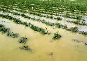 سرعت گرفتن پرداخت خسارت به کشاورزان لرستانی
