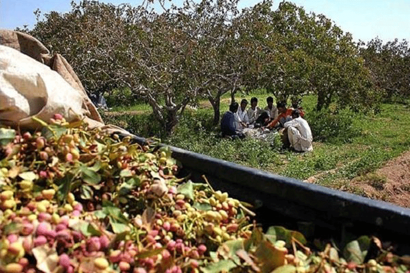 ناکامی سارق پسته در رفسنجان