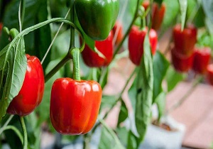 خرابی محصولات گلخانه‌ای به دلیل نبود بازار فروش در «دیزیچه» + فیلم
