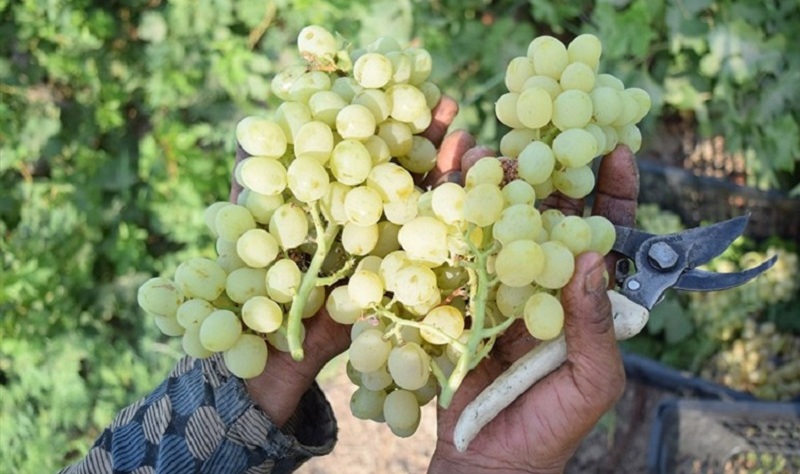 انگور سوغات پرطرفدار خراسان شمالی به روایت تصویر