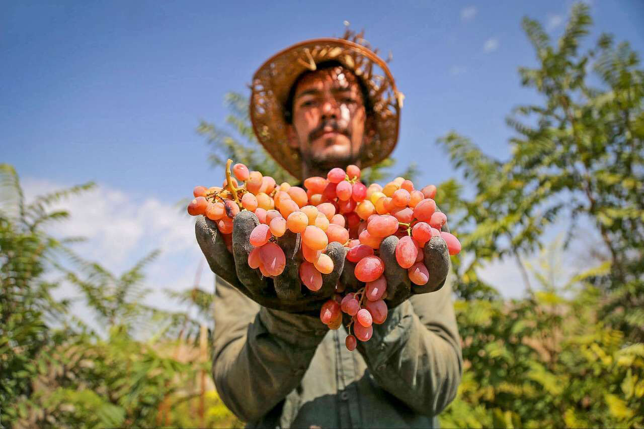 انگور سوغات پرطرفدار خراسان شمالی به روایت تصویر