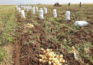 اردبیل یک پنجم نیاز سیب زمینی کشور را تامین می‌کند