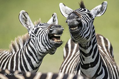 فینالیست های مسابقه عکاسی کمدی حیوانات‎