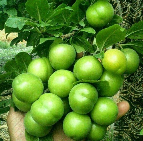 رکورد شکنی باغدار مراغه‌ای در تولید آلوچه