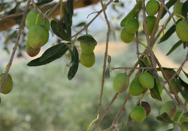 آغاز برداشت زیتون از باغات شهرستان آبدانان
