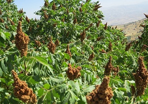 برداشت سماق باکیفیت در فردوس