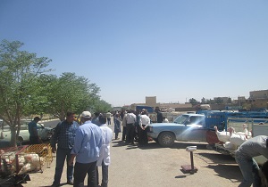 پرنده فروشان دوره گرد خطر جدی برای صنعت طیور