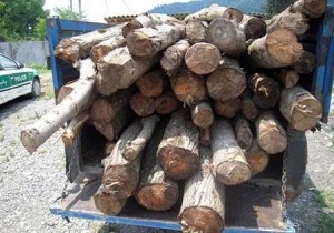 کشف ۱۳ تن چوب قاچاق در تويسرکان