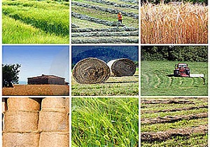 فعالیت ۱۰ شرکت تعاونی روستایی در مهریز