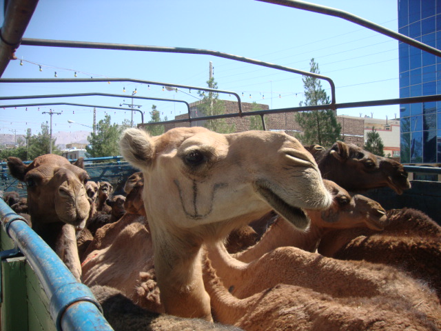 شترسواری دولا قاچاقچیان در انار