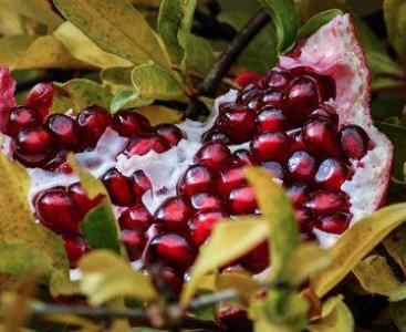 بهترین انار استان سیستان و بلوچستان در سنگان برداشت می&zwnj;شود