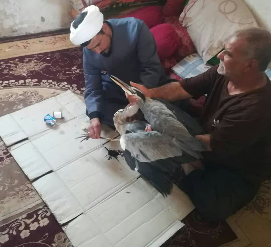 رهاسازی مرغ ماهی خوار در شهداد