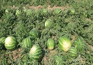 آغاز برداشت هندوانه در شهرستان البرز