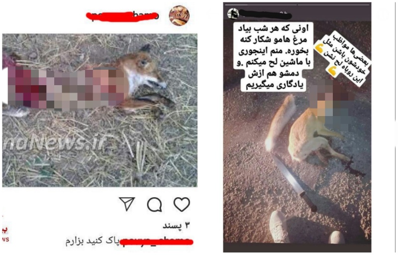 عامل انتشار فیلم سلاخی حیوانات وحشی دستگیر شد + عکس