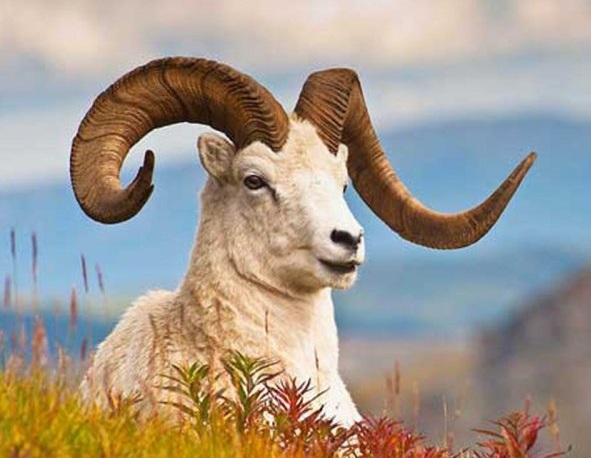 شکارچیان قوچ وحشی در دام قانون