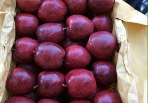 برداشت ۳۴ هزار تن سیب در شهرستان بروجرد