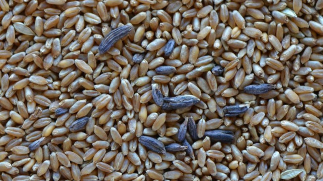 افراد سودجو با به مخاطره افتادن منافعشان آلودگی گندم را مطرح کردند/ ورود ۷۰۰ هزارتن ضایعات گندم به چرخه خرید تضمینی بهانه ای برای واردات/ واردات گندم دلیل اصلی اتهام آلوده شدن گندم به شن و ماسه