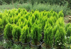 اجرای ۲۰۰ هکتار جنگلکاری در شهرستان اسدآباد