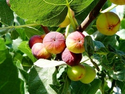 کم کاری نوعی زنبور عامل کاهش انجیر در سروآباد