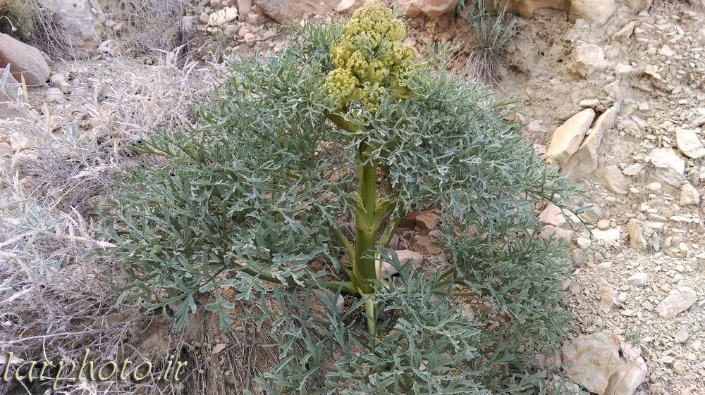 انغوزه