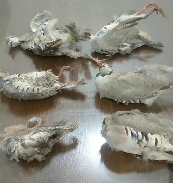 دستگیری متخلف حرفه&zwnj;ای شکار پرندگان و قاچاق هوبره در شهرستان دشتی