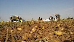 برگزاری جشنواره استانی سیب زمینی در قروه