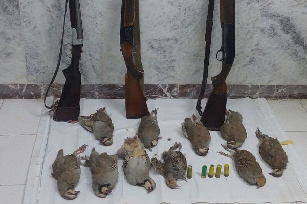 ۱۹ شکارچی متخلف در زیستگاه‌های گچساران دستگیر شد