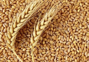 تولید ۴ هزار تن گندم در دامغان