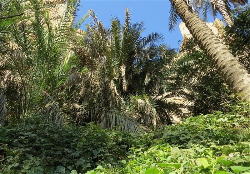 باغ&zwnj;های متراکم مزرعه نمونه مصداق بارز الگوی باغداری نوین