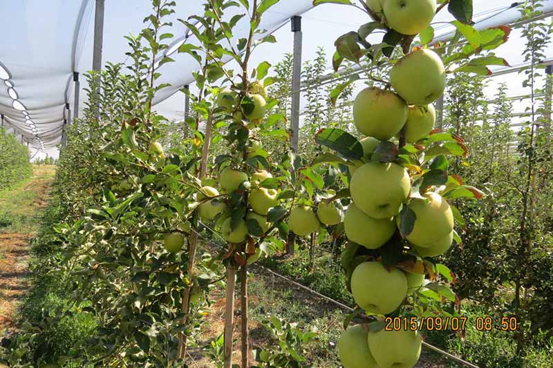 باغ&zwnj;های متراکم مزرعه نمونه مصداق بارز الگوی باغداری نوین