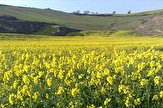 تاکید بر مدیریت زمان کشت و رعایت مسائل به زراعی در کشت دانه روغنی کلزا در آذربایجان غربی