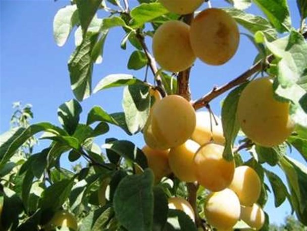 برگزاری جشنواره آلو در روستای ملحمدره اسدآباد