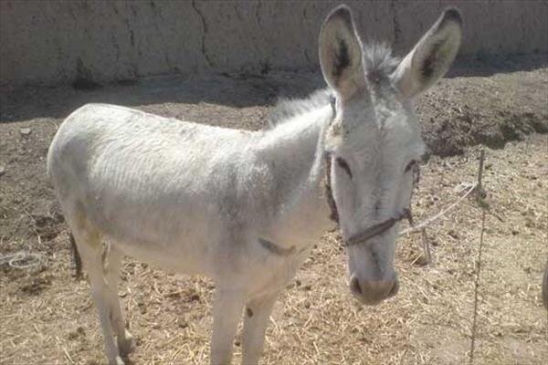گوش‌بُر الاغ در بهشهر دستگیر شد