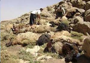 گرگ‌ها در شیروان، یکصد راس گوسفند را دریدند