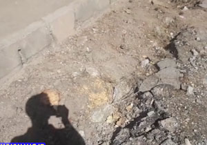 قلع و قمع درختان در آران و بیدگل + فیلم
