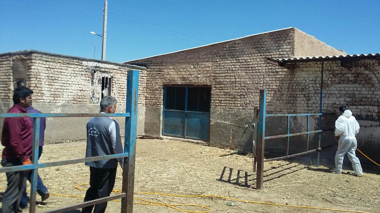 سم پاشی رایگان اماکن دامی شهرستان مه ولات
