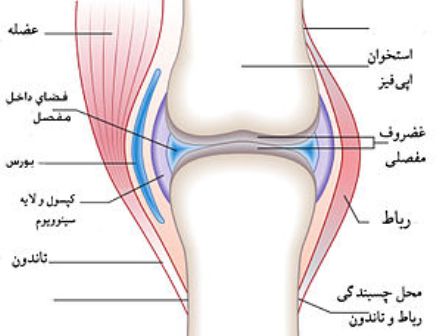 مفصل&zwnj;ها پیر می&zwnj;شوند؟